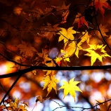 『2025『越畑ふるさと村』哀愁漂う風景❷ 岡山県苫田郡鏡野町』の画像