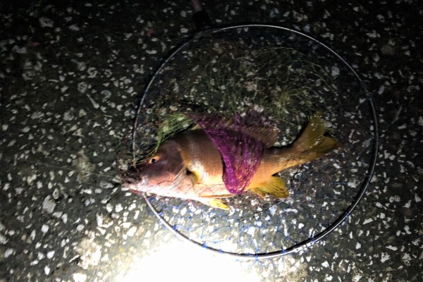 土佐料理 旬の鰹がゆく 高知の釣り