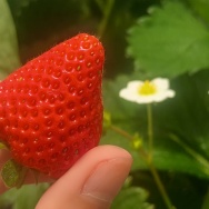 イチゴ狩りに行ってきた。と、水色の水面石つくりました。
