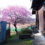 ブルーガーデンと花育て