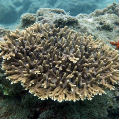 テーブル状サンゴを横須賀で発見！サンゴの北限記録を更新