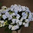 おススメのアジサイ