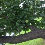 パソコンに挑戦サザエさん生活