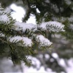 東京は積雪0cm、大雪にならなかった理由は？ 	