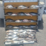 中本渡船ブログ