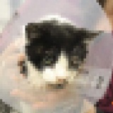 猫に九生あり！早すぎた埋葬　死んだはずの猫が5日後、墓から蘇る