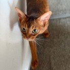 早起きしてサークルを歩くりすたんに、飼い主はビクビクしているのだよ