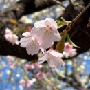 休日模様～春でいっぱいの帝都を行く