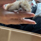 🦔小動物コーナー🦔
