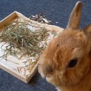 かじるのも本業