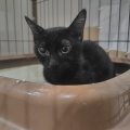仔猫のねずこちゃんのご紹介と卒業ブログ