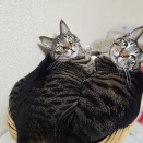 風呂キャンセル界隈