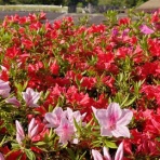 大津屋製靴店のコーヒーブレイク