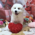 グレートピレニーズちゃん🤍
