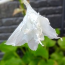 八重咲きギボウシ　ヘクソカズラも花盛り