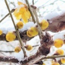 写真と俳句　雪と蠟梅