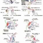 きんにく様の言うとおり