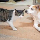 犬用サプリおすすめランキング｜高麗人参×オールインワンのWANBEE（ワンビー）を徹底紹介