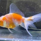 『🐟金魚•メダカ入舎速報‼️』の画像