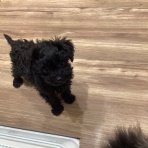 岐阜県 ペットショップワンラブ イオンモール土岐店スタッフブログ