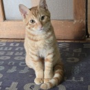 いつもありがとうございます