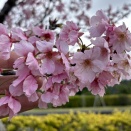 大寒桜、咲く！
