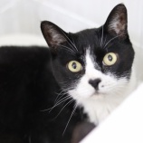 『【里親募集中】日本猫のクロちゃん』の画像