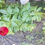 open_heart_shinkoのblog