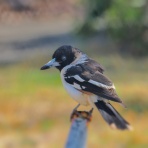 カメラ大好きおやじの野鳥と自然風景フォトアルバム