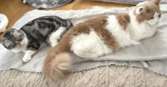 末っ子猫が姉猫に気を遣っている話と中秋の名月