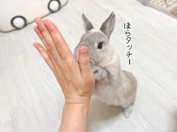 うさぎのルリ(8/30追記)