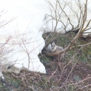 ニホンカモシカ