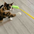 相変わらず猫じゃらし大好きキャリコちゃん
