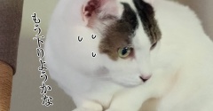 へっぴり腰の猫。と、青のバラつくりました。