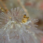 南紀白浜「ミスオーシャンダイビングサービス」今日の海ログ