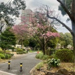 ハックン俳句でしょ！　　　　　　　　～愛犬ハックと俳句を楽しむ日々～