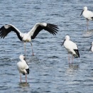 コウノトリの飛来②
