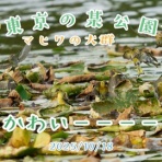 いきもの大好き！chunchunblog