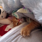 にゃんこ三昧な生活