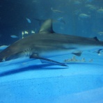 竜ヶ崎竜之介のスマホ閲覧で通勤通学を有意義にするプログ