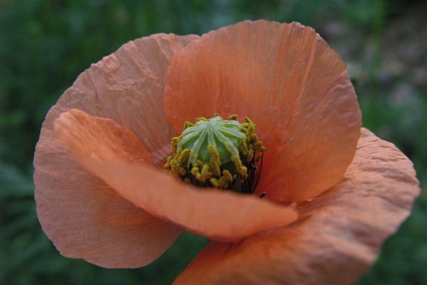 道草 オレンジ色の花