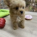 わんちゃん紹介
