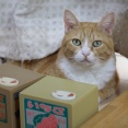 隠さない猫。