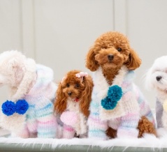 北陸最大級のわんこマルシェ！『石川県産業展示館1号館』で『ワンまるプチ vol.10』開催。11月15日、16日。