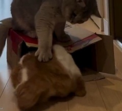 別の猫におしりをパンチされて逃げ出した猫が…再び同じ姿勢に戻る