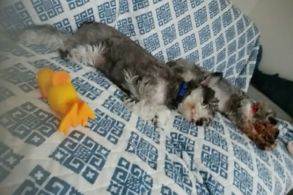 はた家の団欒 ダンケとミーナと時々とと - ミニチュアシュナウザー