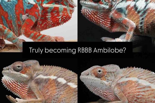 COLORS - Ambilobes