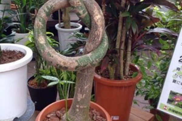 放任主義のほうがよく育つ 観葉植物を枯らせないコツまとめ トレンドライフスタイルちゃんねる