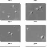『酸暴露後の細胞とES細胞の形態学的比較（１）』の画像