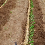 furuutuの気ままな家庭菜園日誌